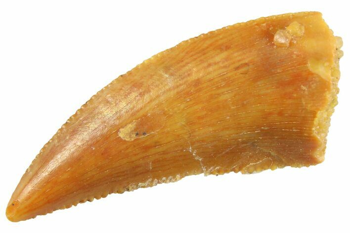 Serrated Raptor Tooth - Real Dinosaur Tooth #347046